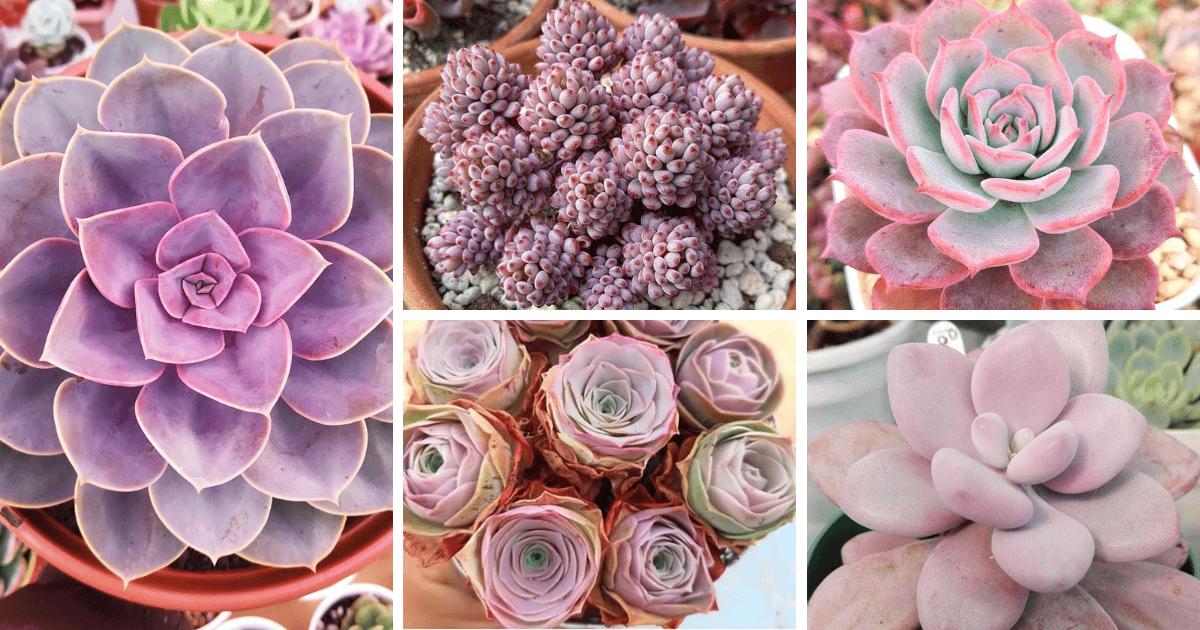 60 Popular Pink Succulents That Everyone Loves