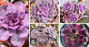 60 Purple Succulent Plants That Are Absolutely Gorgeous