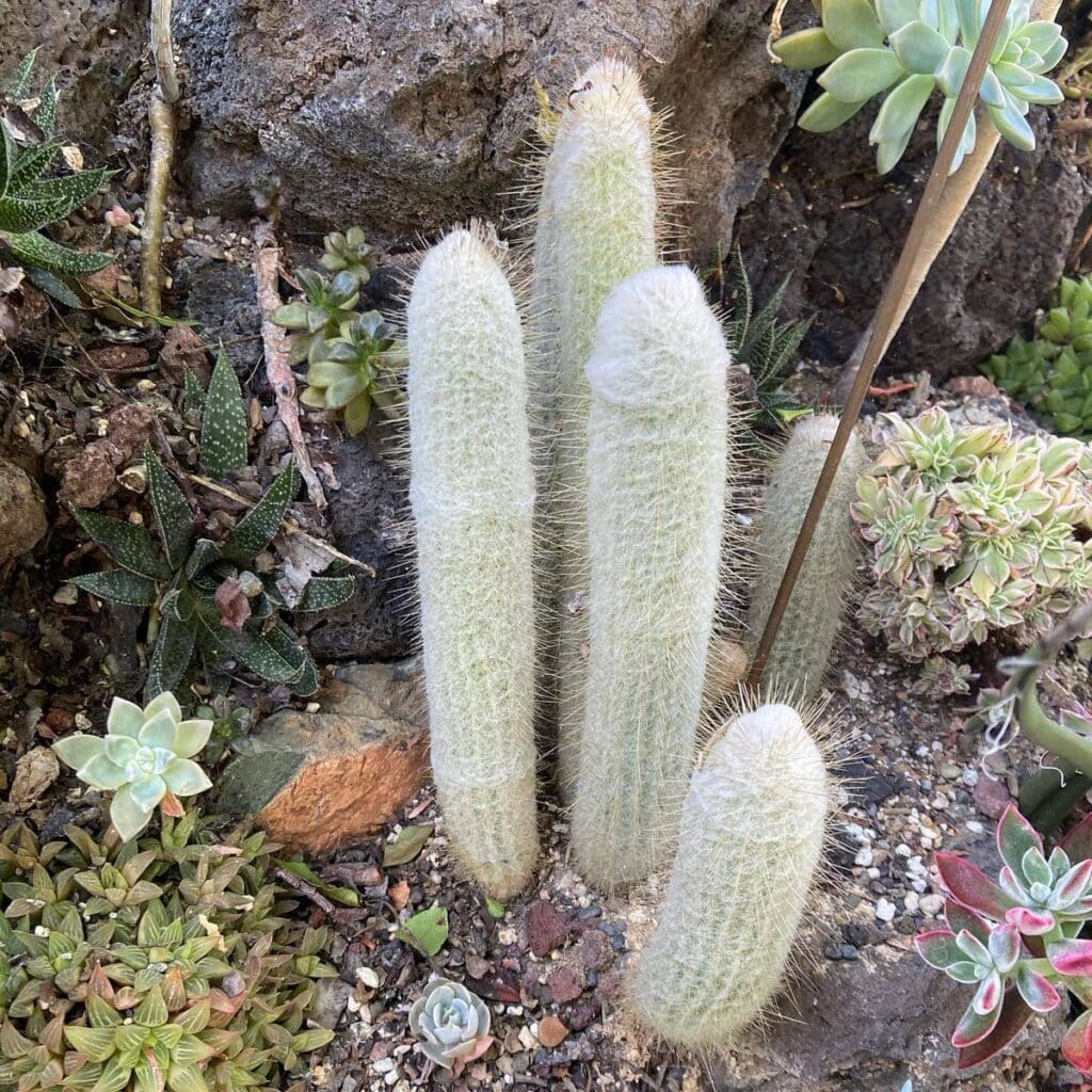 Buxbaum Cactus (Espostoopsis Dybowskii)