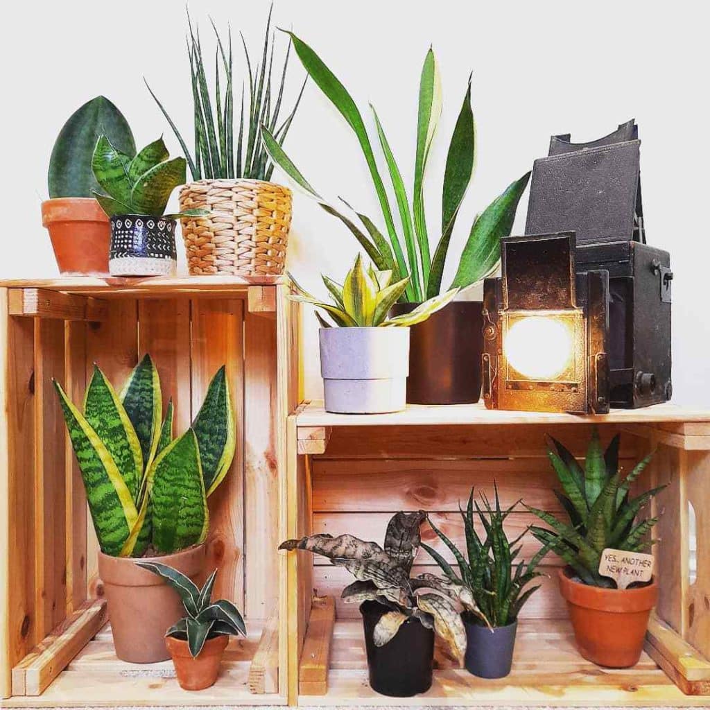 18 Air Purifying Succulent Plants For A Cleaner Home