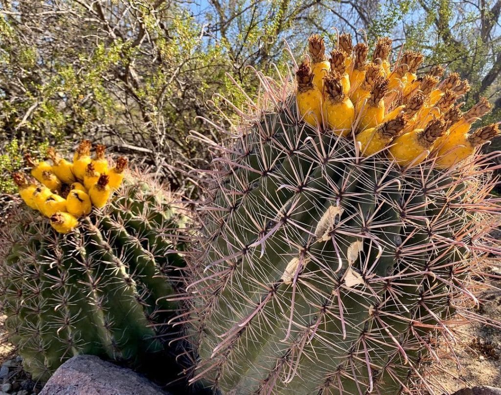 Barrel Cactus (Ferocactus Wislizeni)