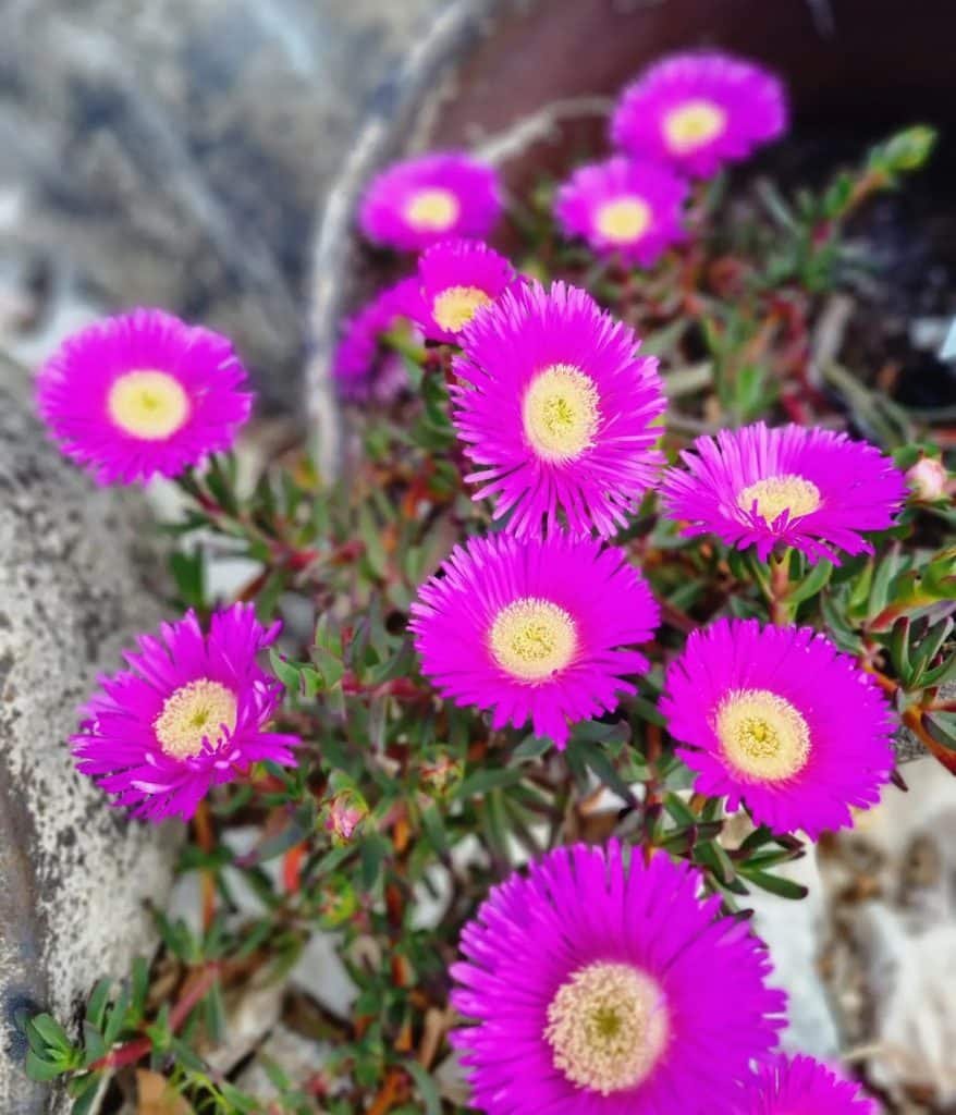 15 Types of Carpobrotus Pictorial Guide