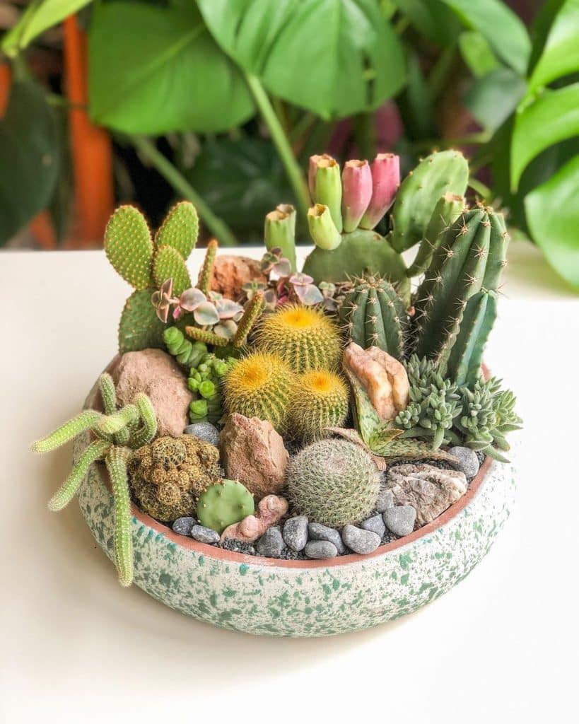 6 Types Of Astrophytum Pictorial Guide