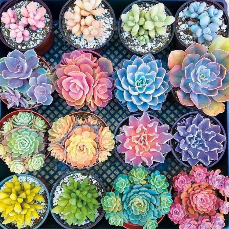 33 Rare Succulents With Names And Pictures