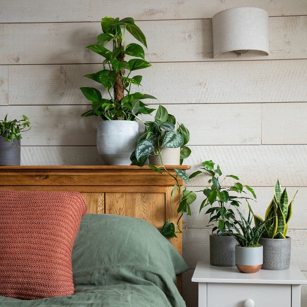 40 Bedroom Plants That Help You Sleep Better