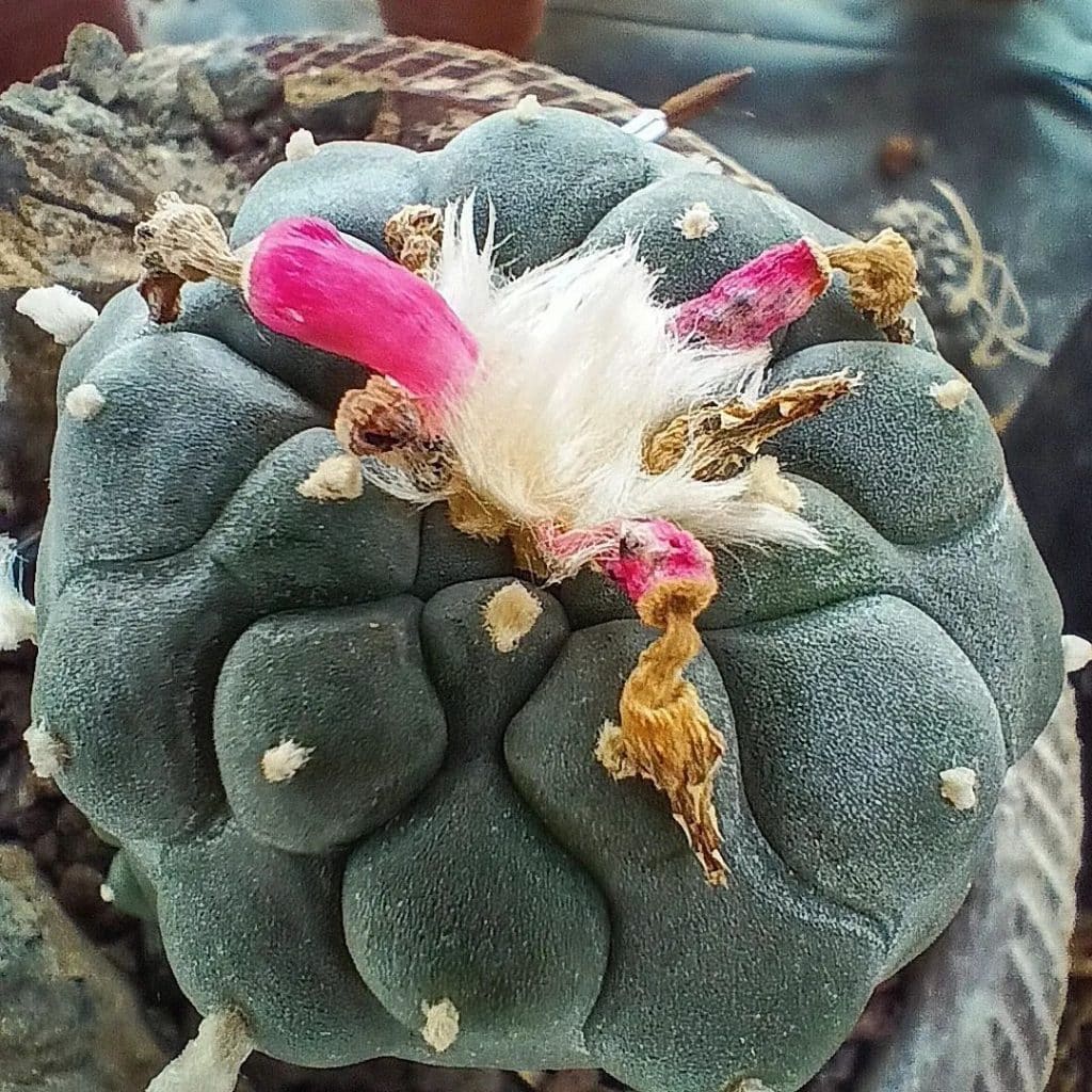 Peyote Cactus (Lophophora Williamsii)