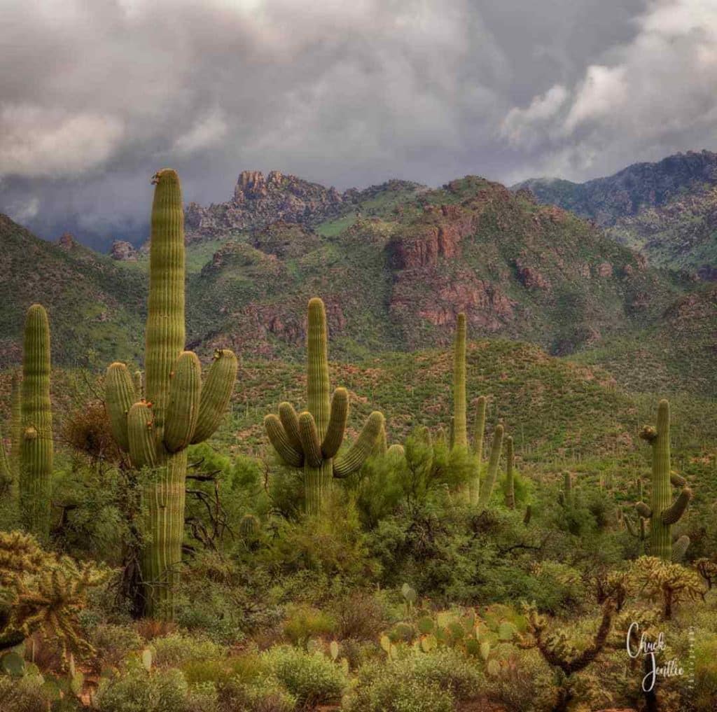Saguaro Cactus (Carnegiea Gigantea)