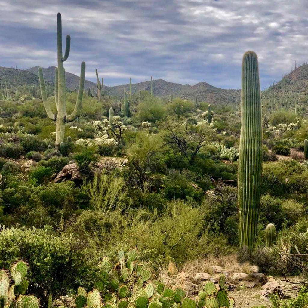 Saguaro Cactus (Carnegiea Gigantea)