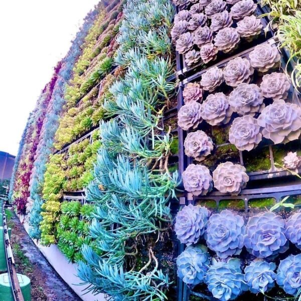 25 Vertical Succulent Living Wall Garden Ideas