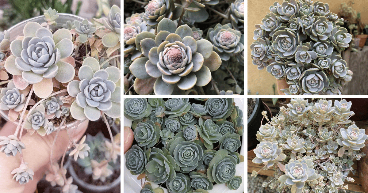 12 Types Of Orostachys Pictorial Guide