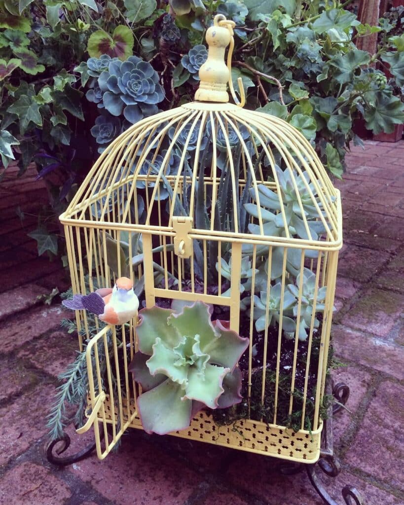 How To Grow And Care For Succulents In Birdcage Planters