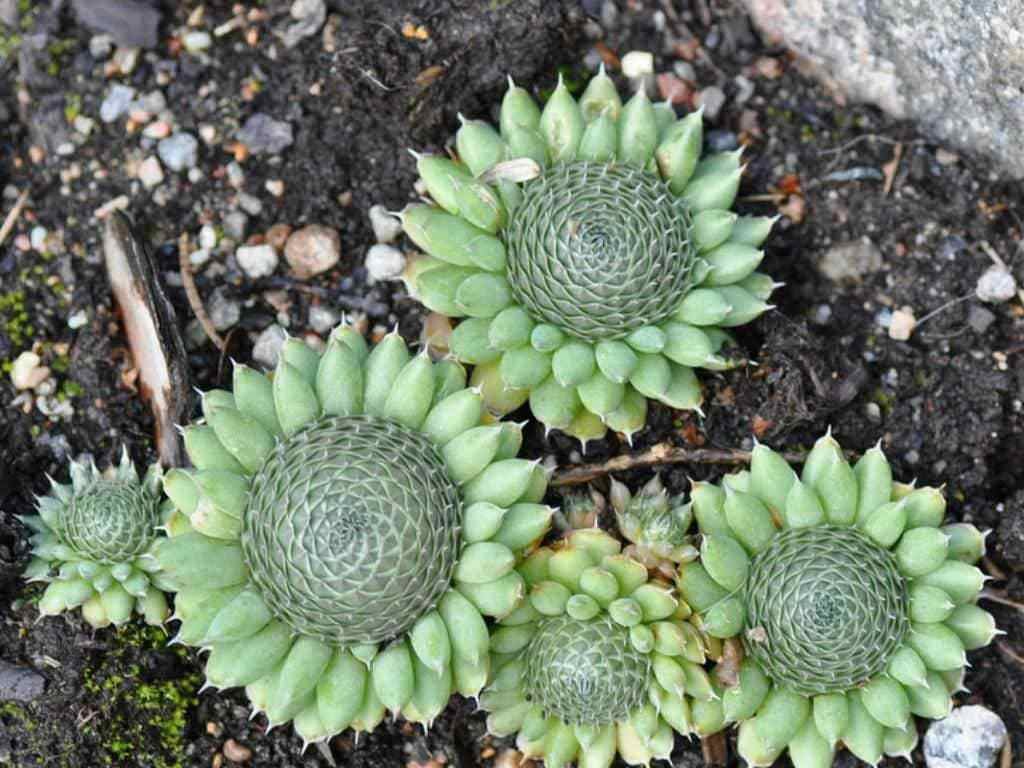 Orostachys Cartilaginea