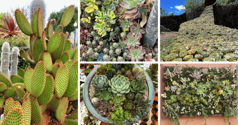 20 Beautiful Succulent Displays For Outdoor Landscaping
