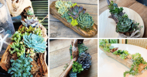 20 Driftwood Succulent Planter Ideas For Your Home