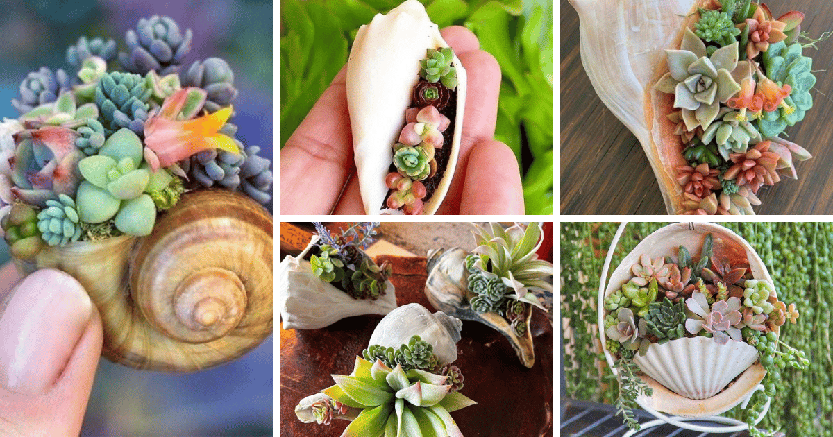 20 Seashell Succulent Planters For Your Beach-Inspired Garden