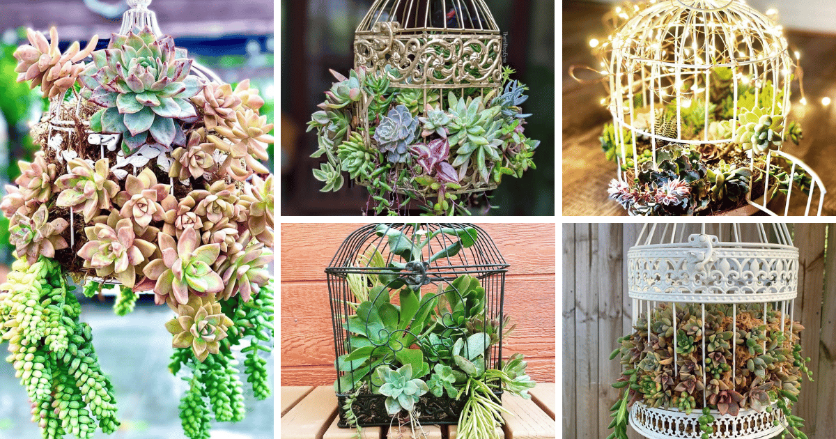 25 Birdcage Succulent Planters For Your Creative Gardening