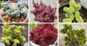 30 Most Popular Crassula Succulent Pictorial Guide