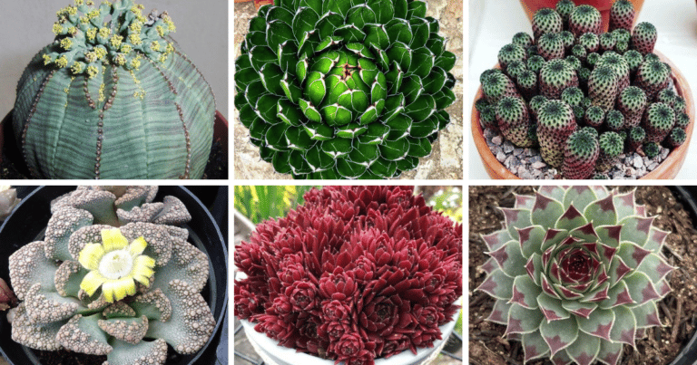 30 Unique Succulents And Cacti To Add To Your Collection