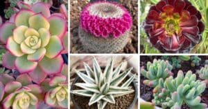 30 Unusual Succulents And Cacti For The Modern Gardener