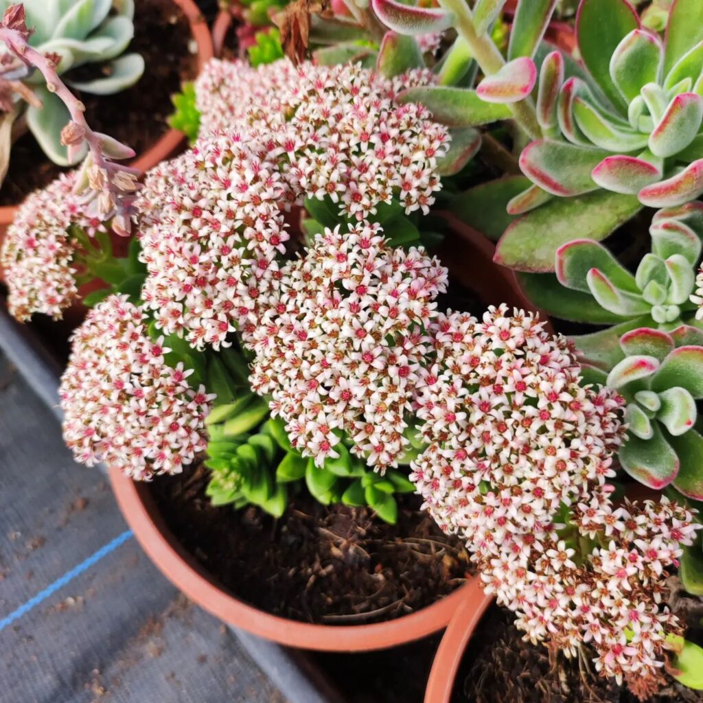 Top 5 FAQ And Answers For Crassula Succulent
