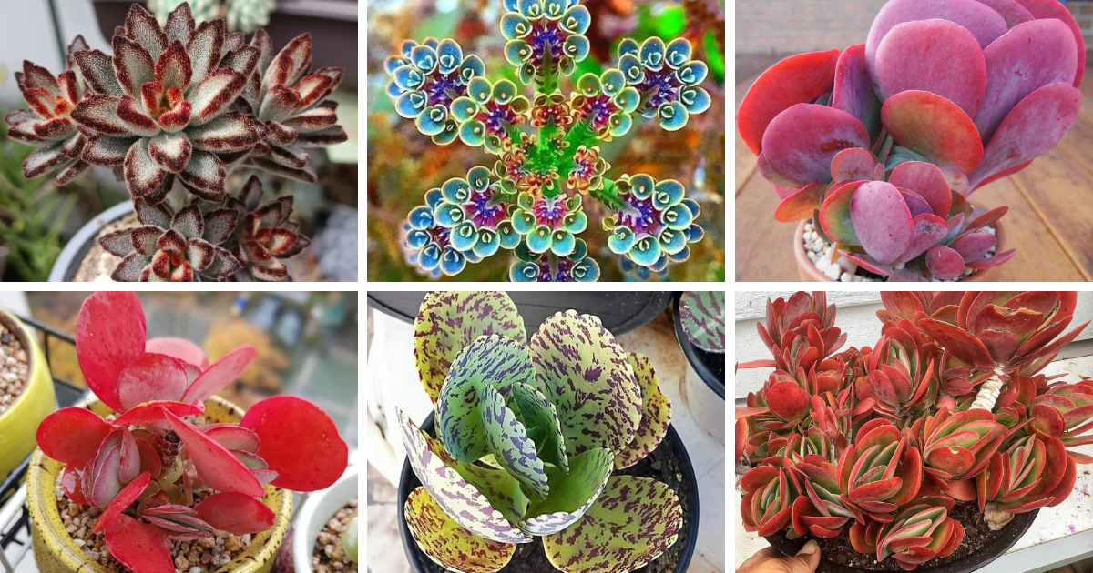 40 Types Of Popular Kalanchoe Pictorial Guide