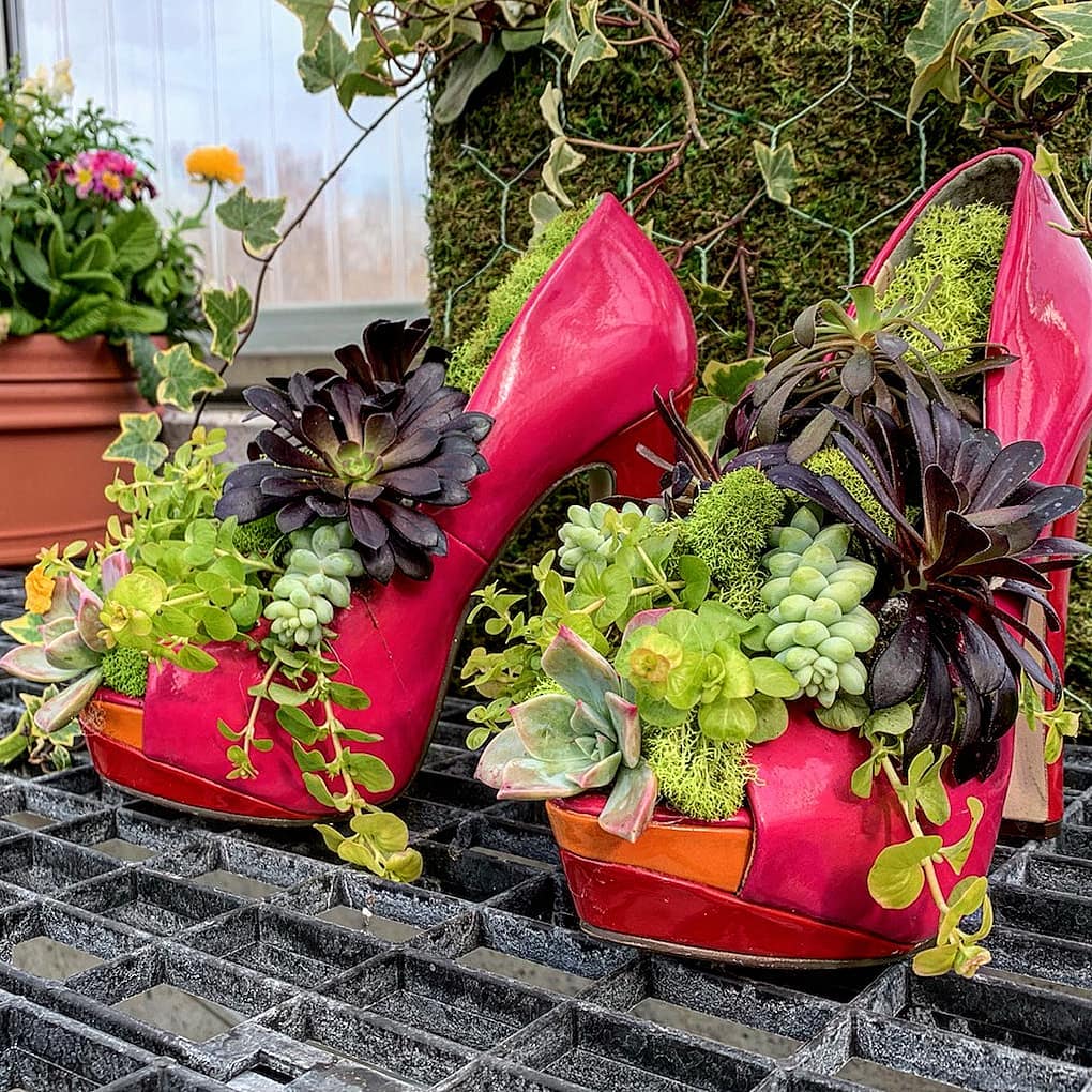 How To Plant Succulents In Shoes
