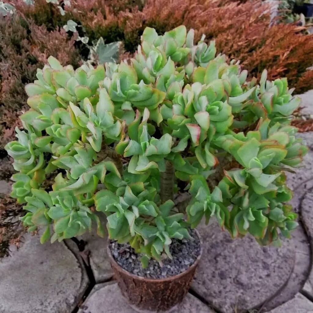 Crassula Arborescens (Silver Dollar Plant)