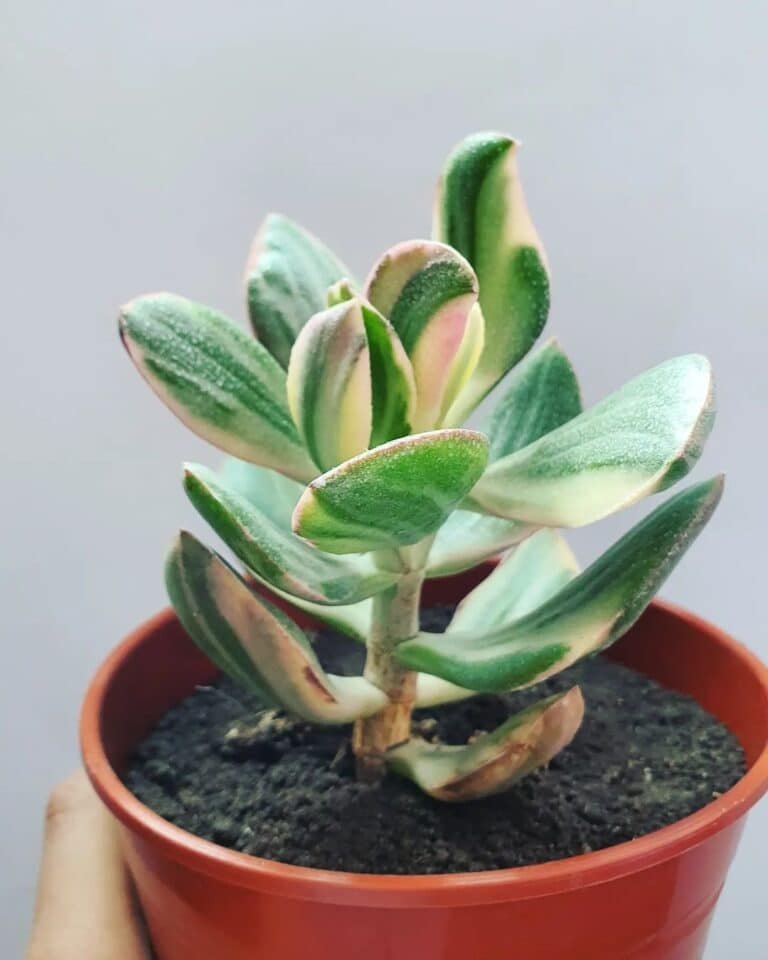 30-most-popular-crassula-succulent-pictorial-guide