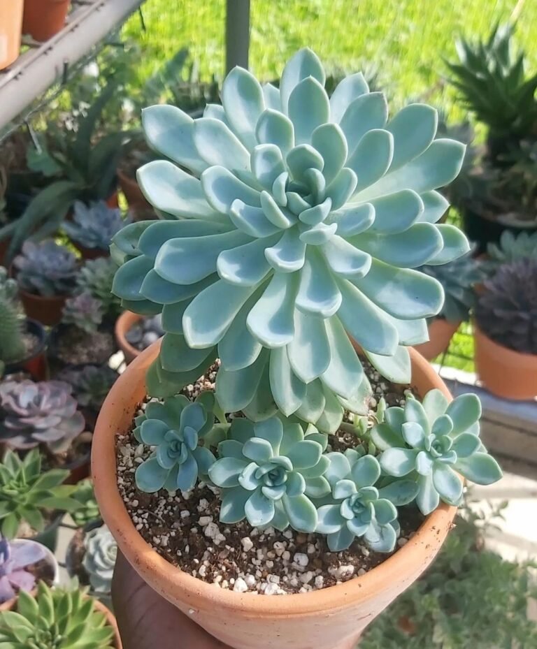 30-most-popular-echeveria-succulent-pictorial-guide