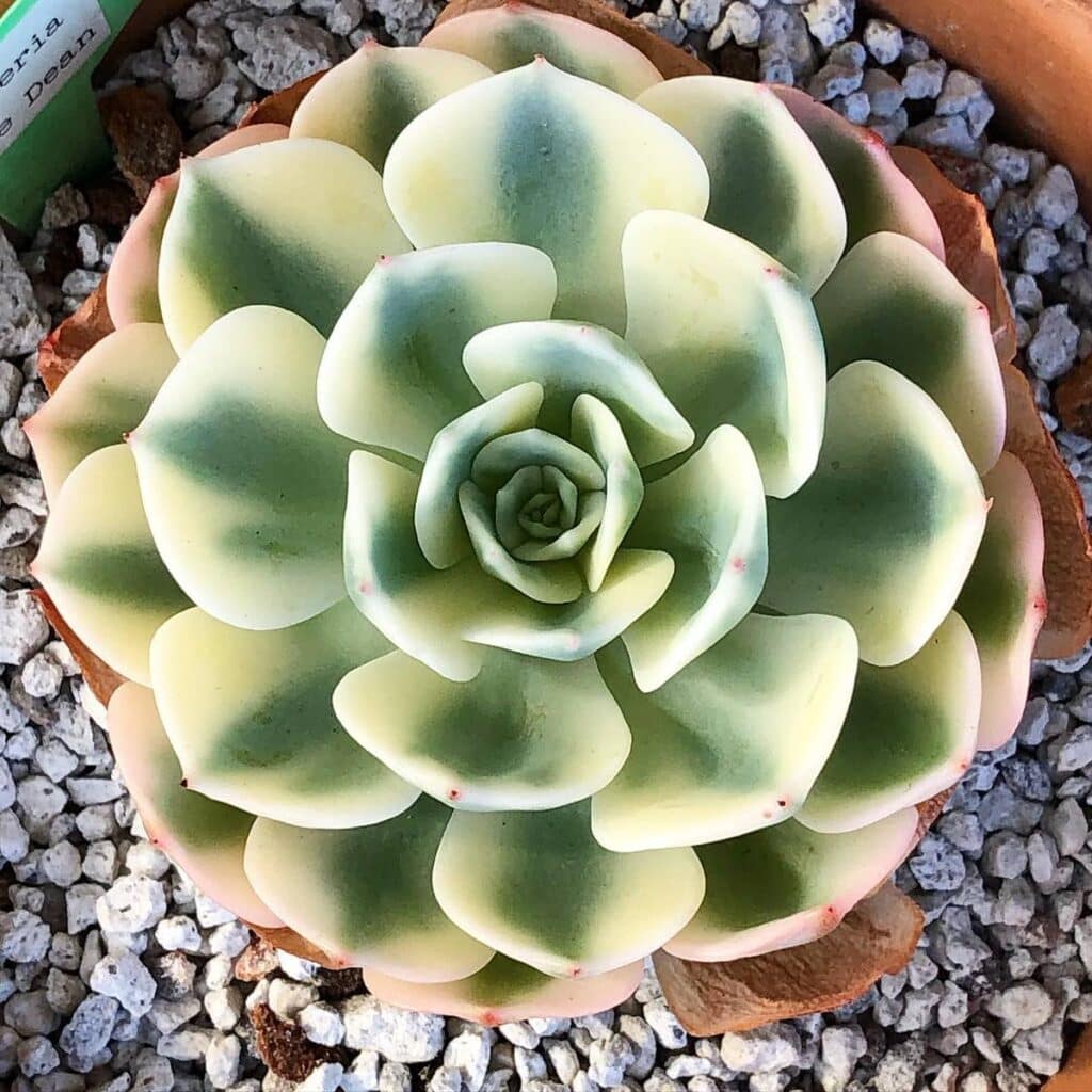 How To Grow And Care For Echeveria Succulents