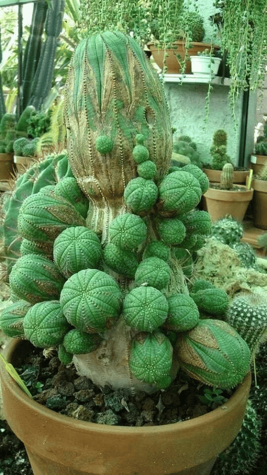 Euphorbia Obesa