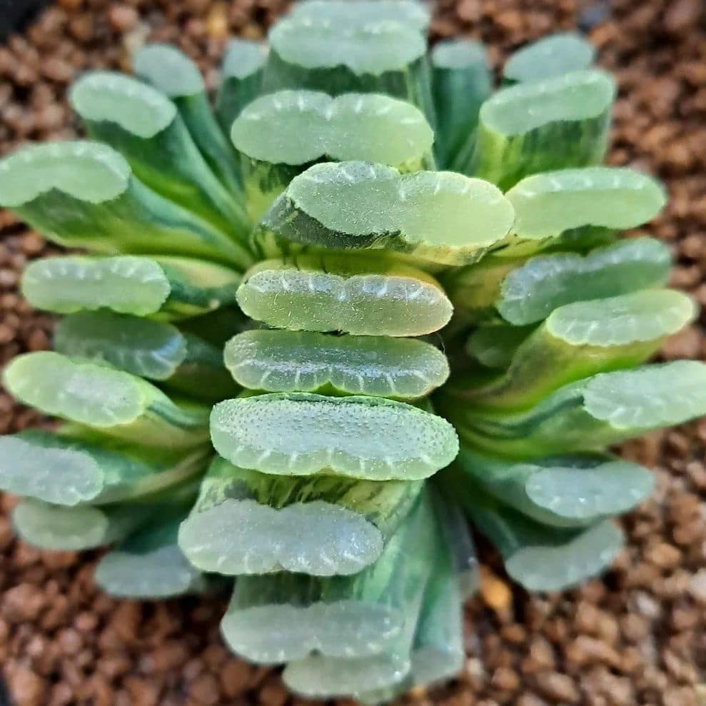 Top 30 Most Expensive Succulents In The World