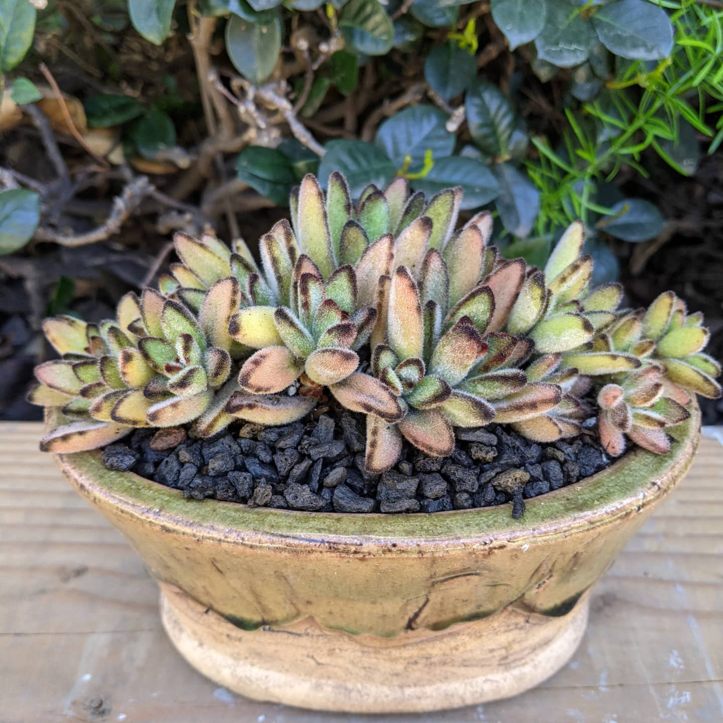 Kalanchoe Chocolate Soldier