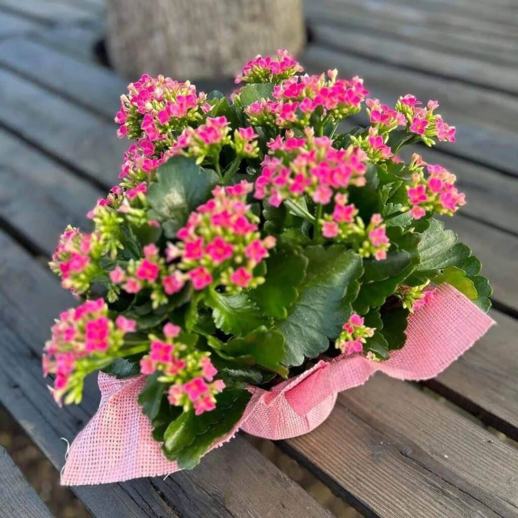 Top 10 Interesting Facts About Kalanchoe Succulent