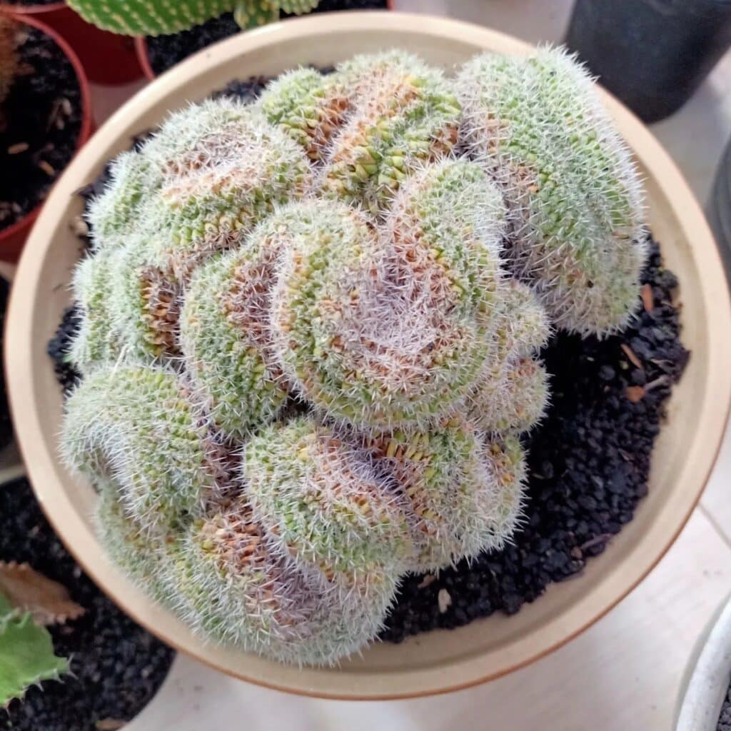 30 Exotic And Unique Succulents That Are Very Rare