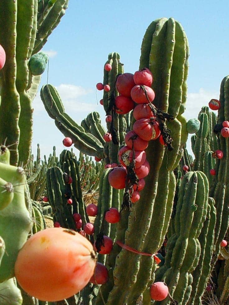 Cactus de manzana peruano