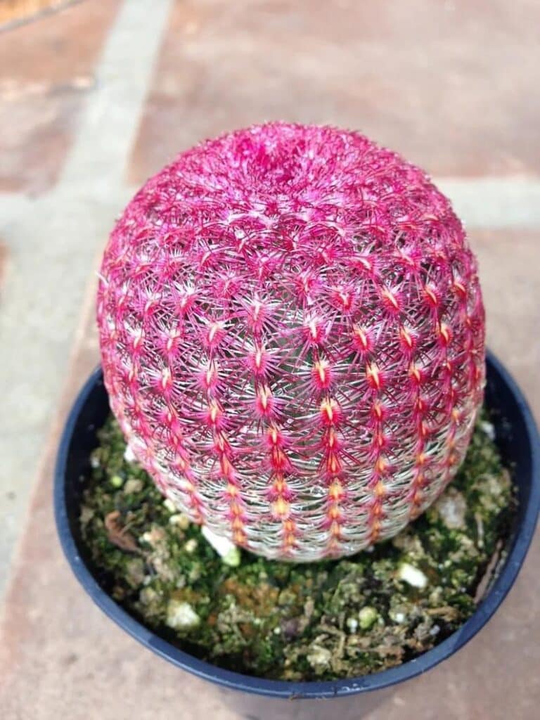 Cactus erizo arcoiris