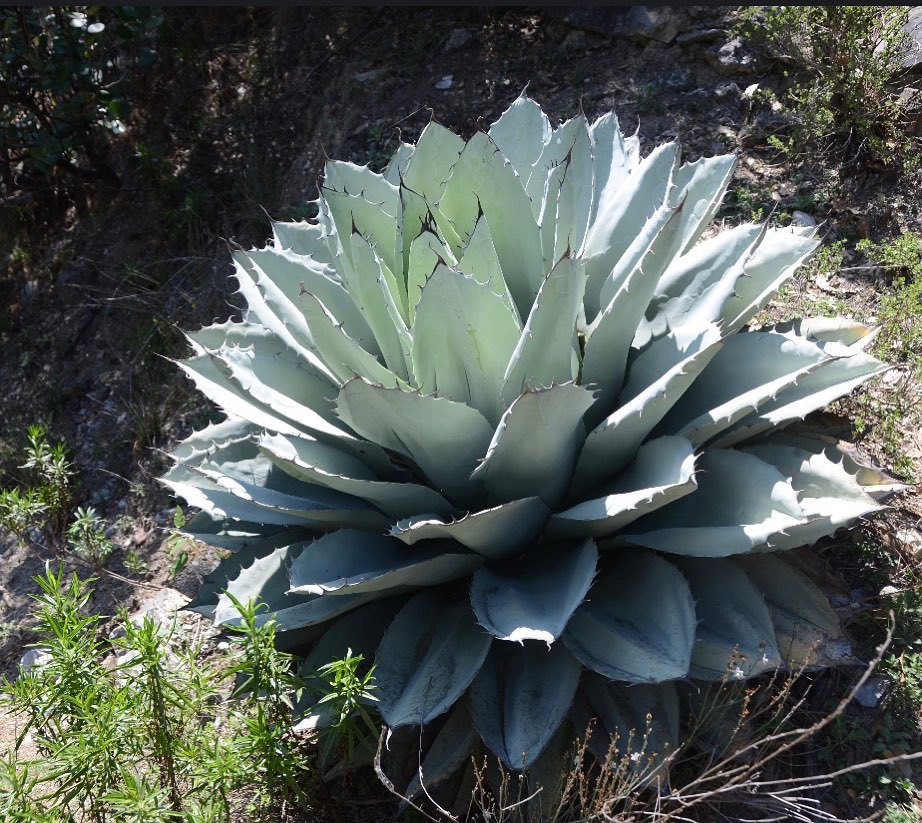 Agave Plant Care