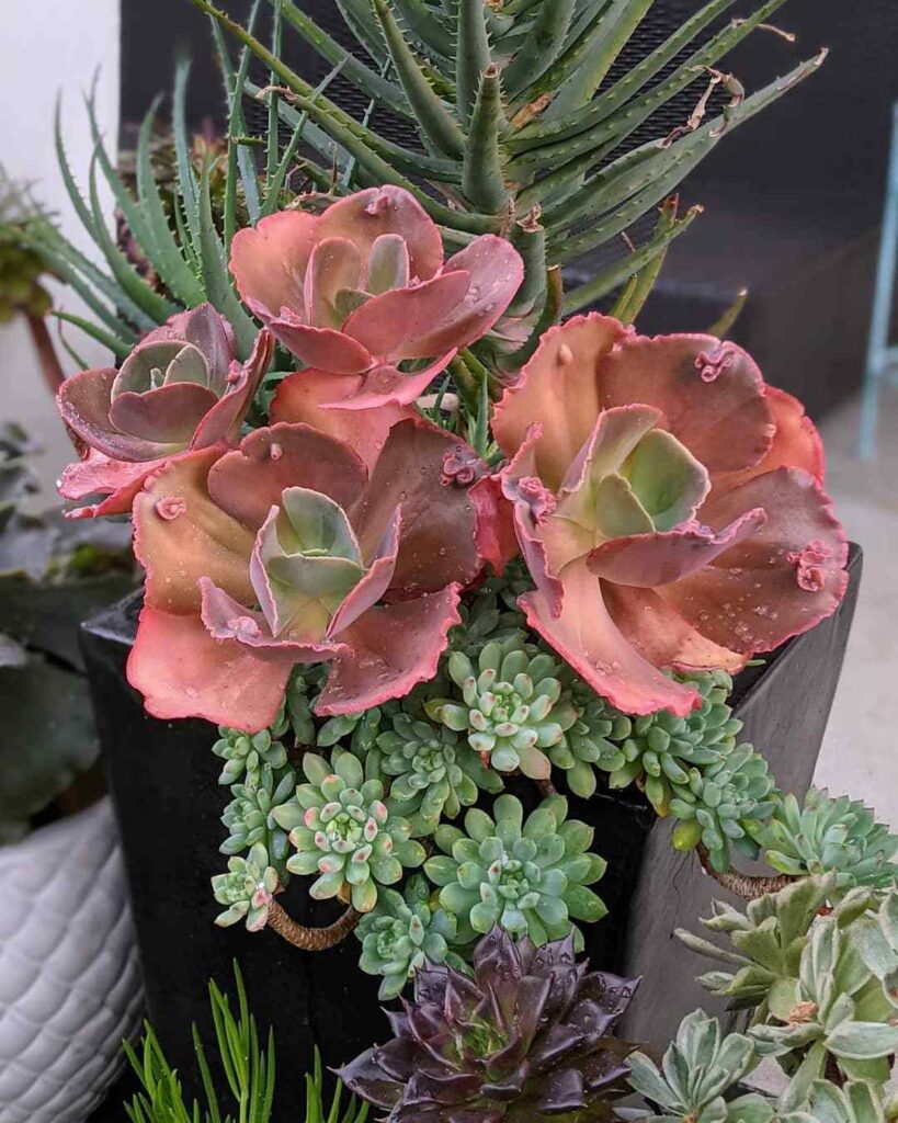 Top 5 FAQ And Answers For Echeveria Succulent