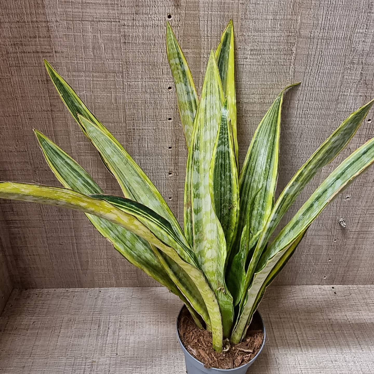 How To Propagate Sansevieria Succulent