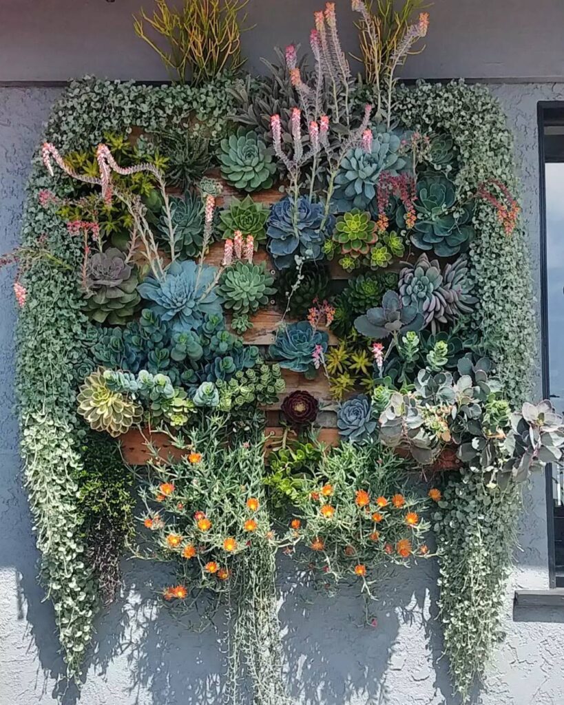 How To Grow And Care For Vertical Living Wall Succulents