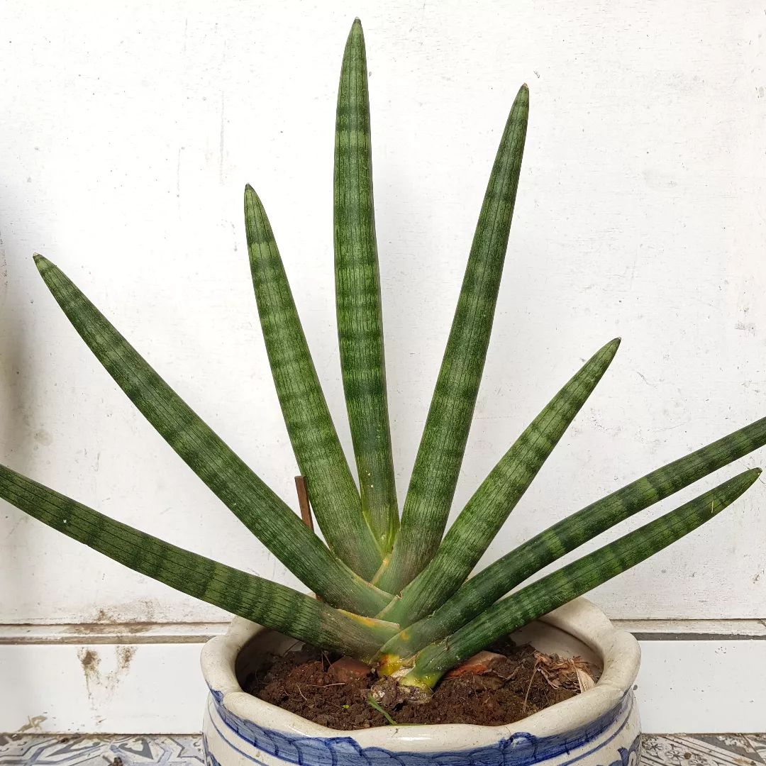 Top 10 Interesting Facts About Sansevieria