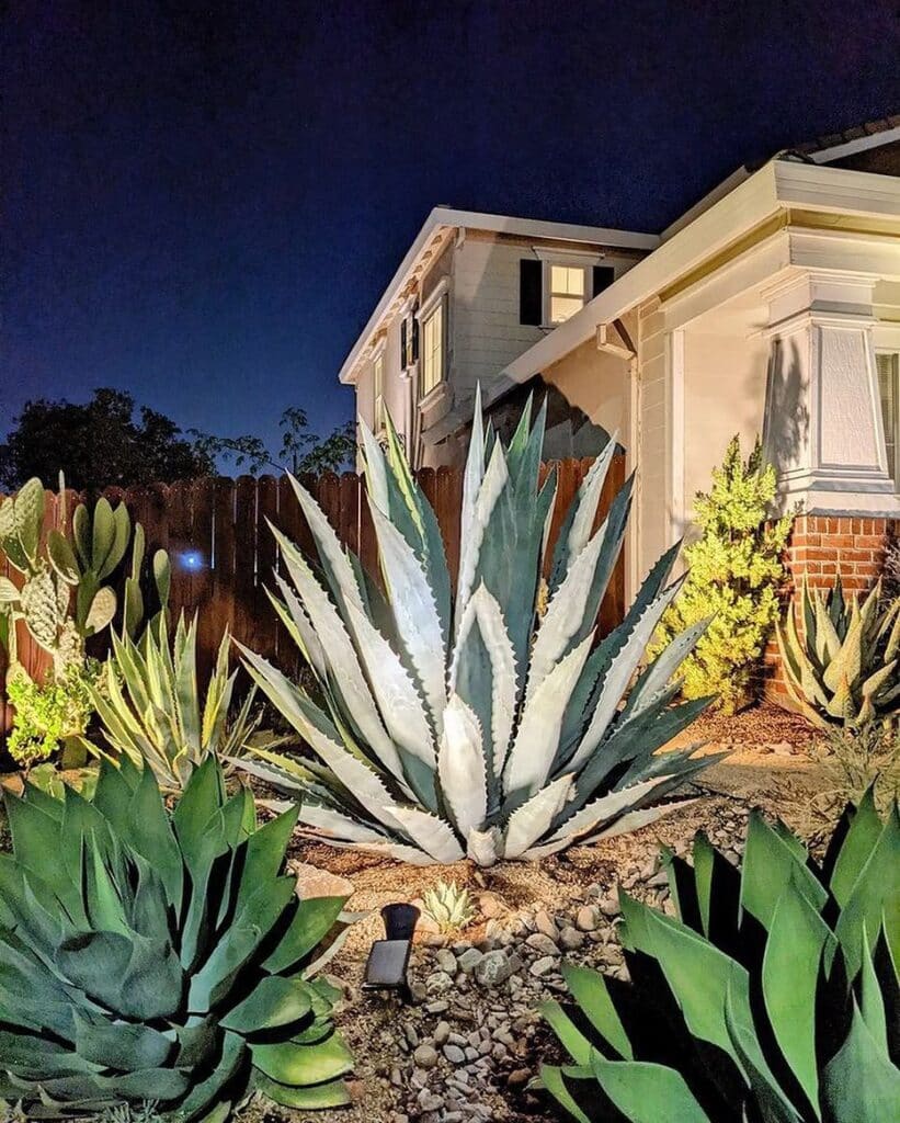 Agave Plant Uses