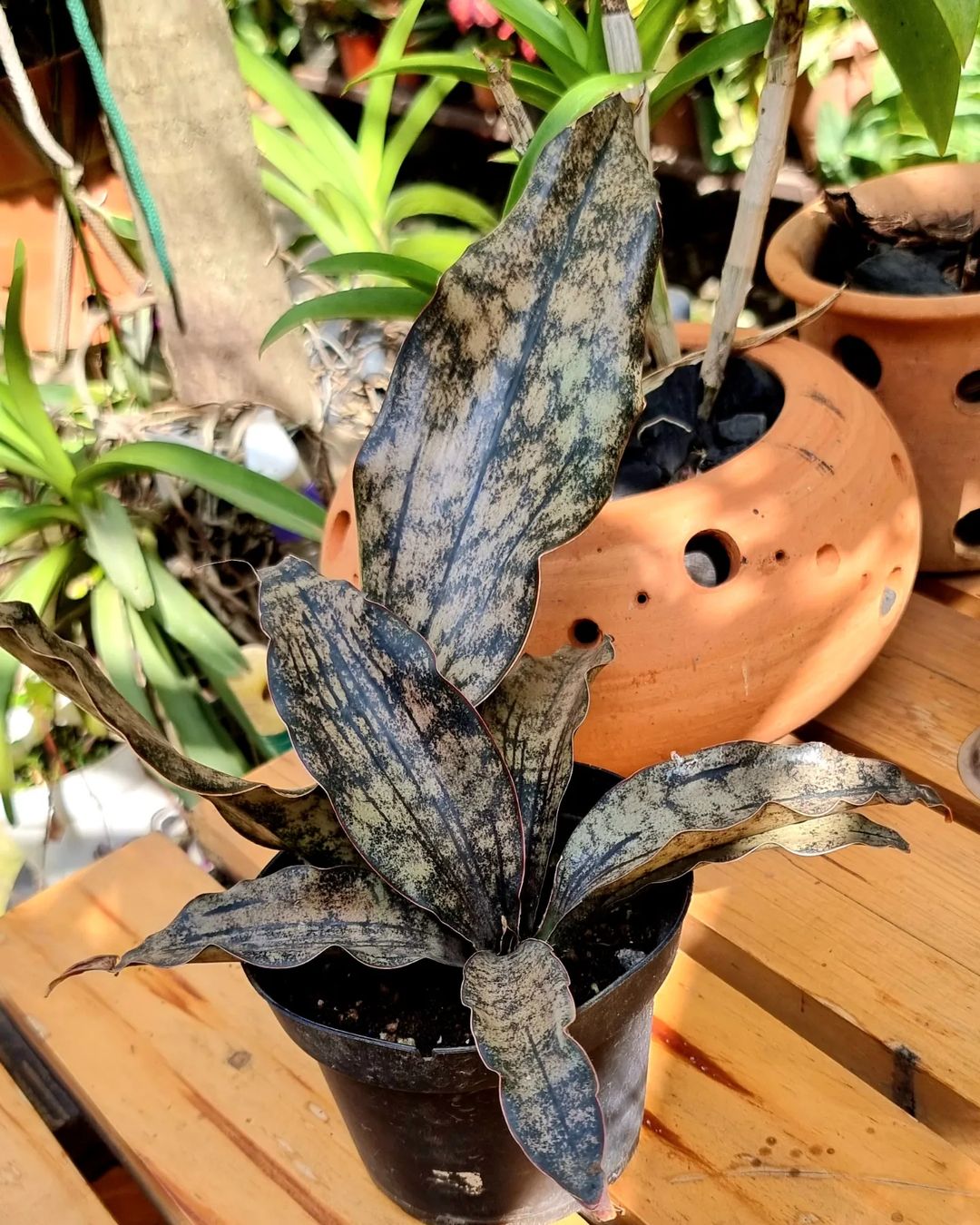 Top 5 FAQ And Answers For Sansevieria