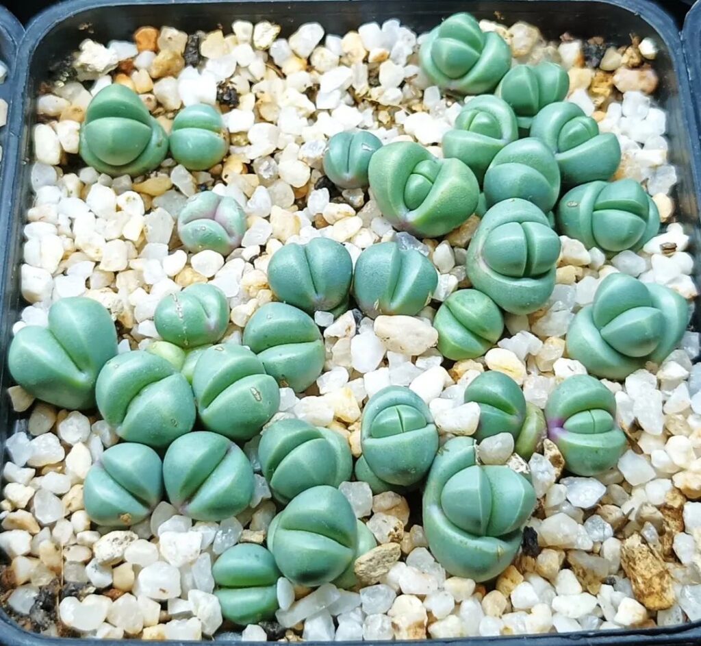 How To Grow And Care For Argyroderma Succulent