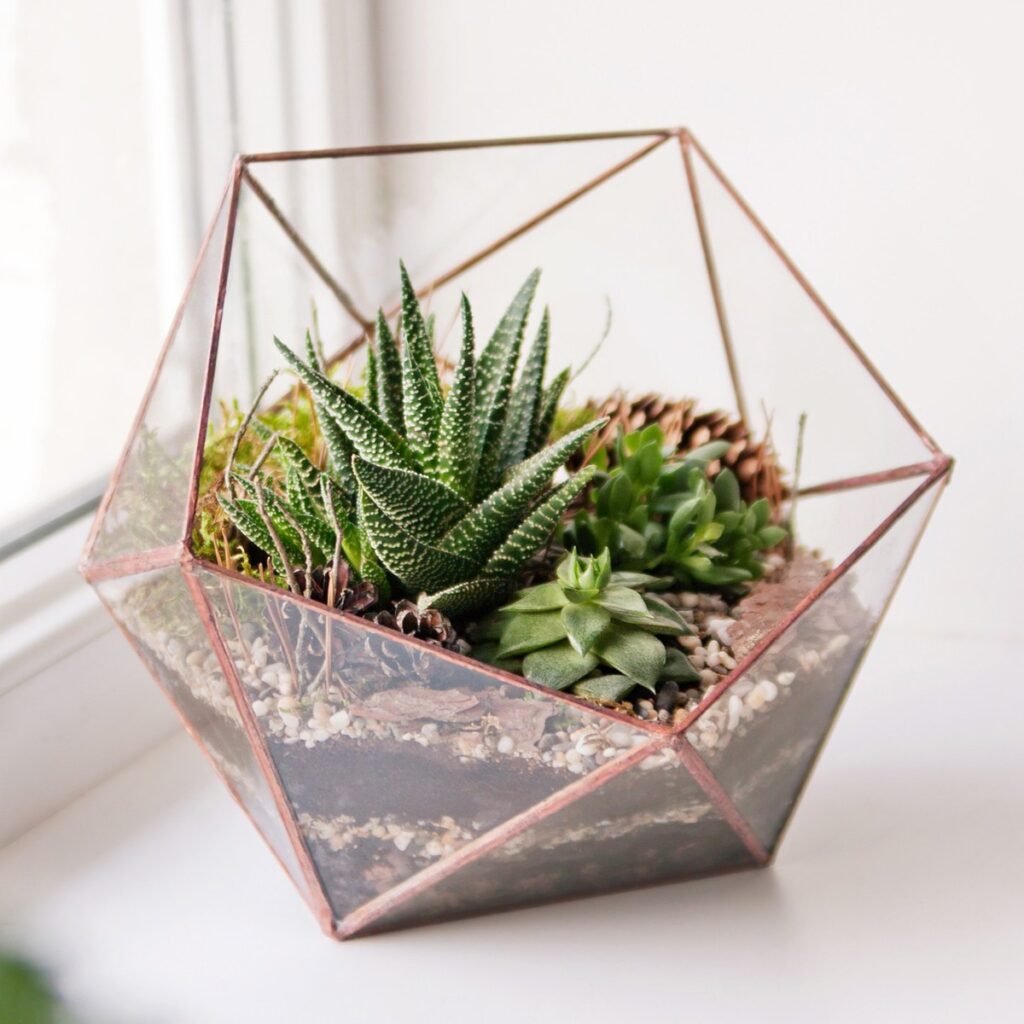 How To Care For Succulents In A Terrarium