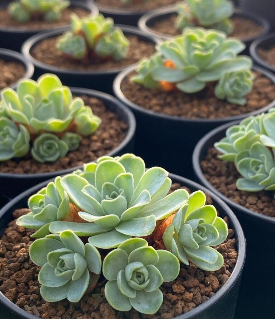 Top 5 FAQ And Answers For Greenovia Succulents