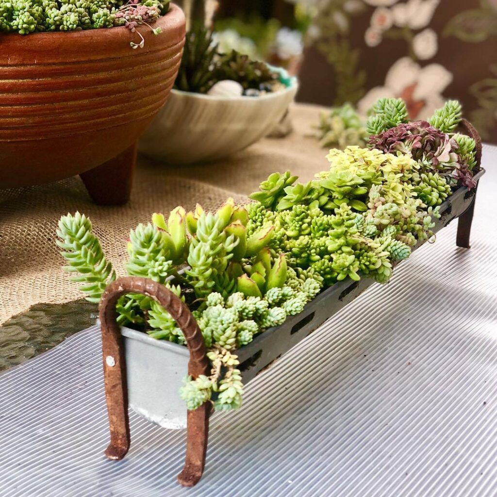 Top 5 FAQ And Answers For Sedum Succulents