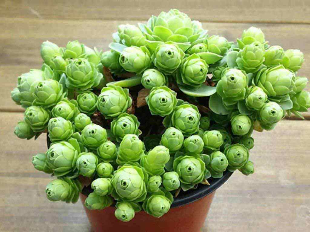 Top 10 Interesting Facts About Aeonium Succulents