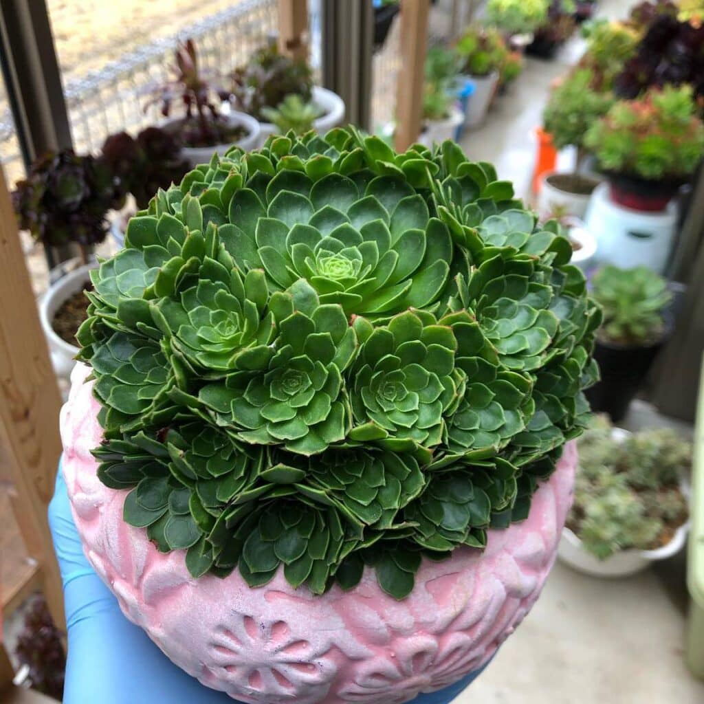 Top 5 FAQ And Answers For Aeonium Succulents